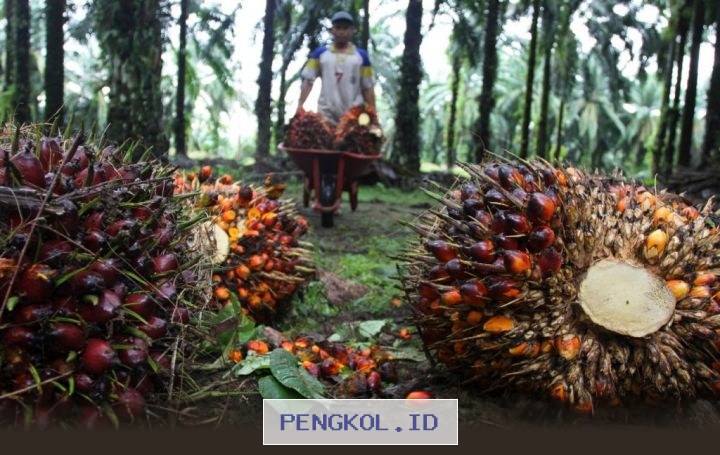 Harga Referensi CPO Mengalami Penurunan, Simak Faktor Penyebabnya