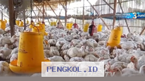 Menjelang Iduladha, Peternak Ayam Rakyat Mengeluhkan Harga Jual yang Lebih Rendah dari Biaya Produksi
